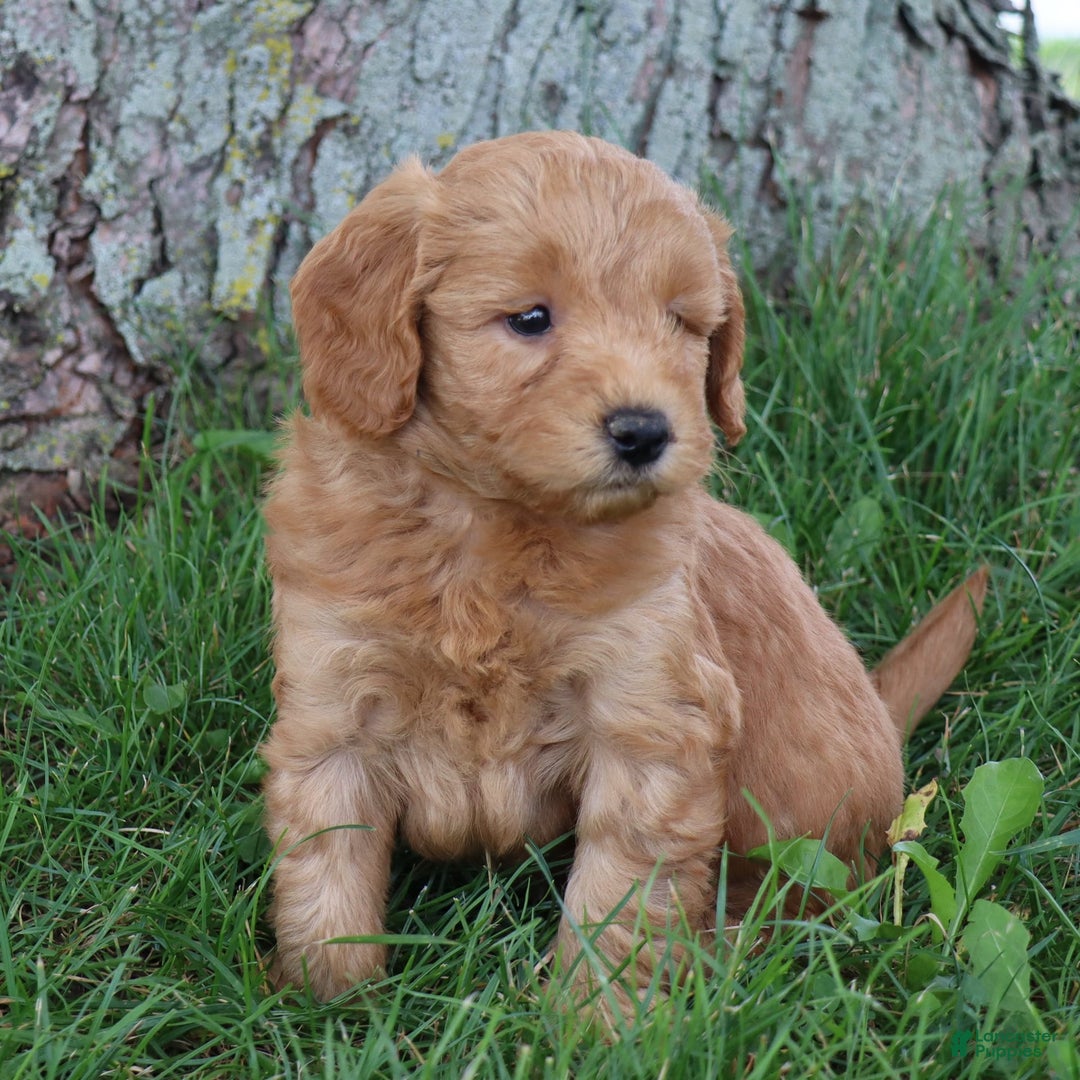 Mini Goldendoodle dogs for sale: Aubrey - Image 8