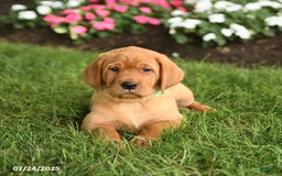 Labrador Retriever dogs for sale: Shirley - Image 2