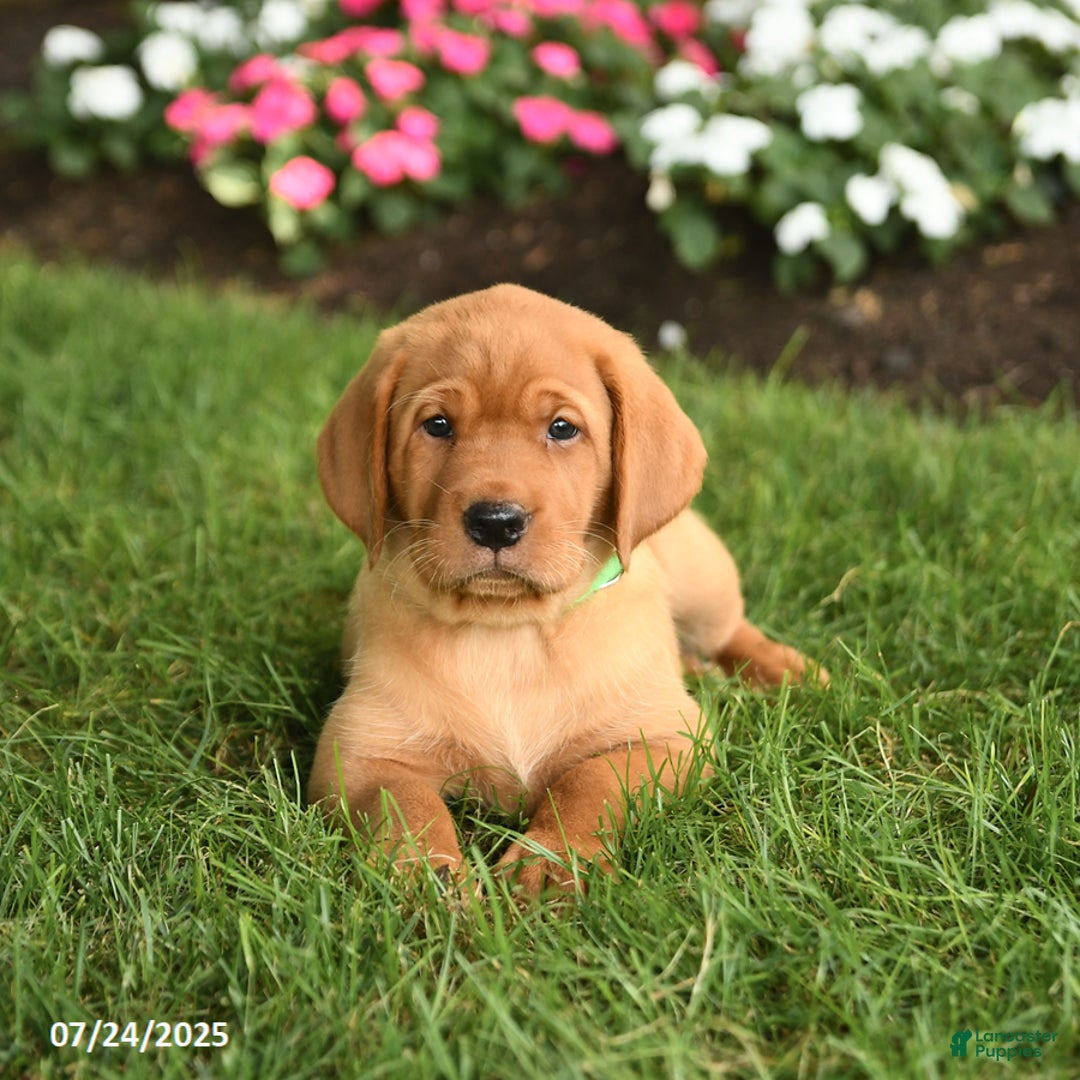 Labrador Retriever dogs for sale: Shirley - Image 2