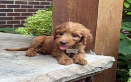 Goldendoodle dogs for sale: Paisley - Image 3