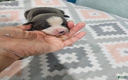 Staffordshire Bull Terrier dogs for sale: Bruiser Blue - Image 3