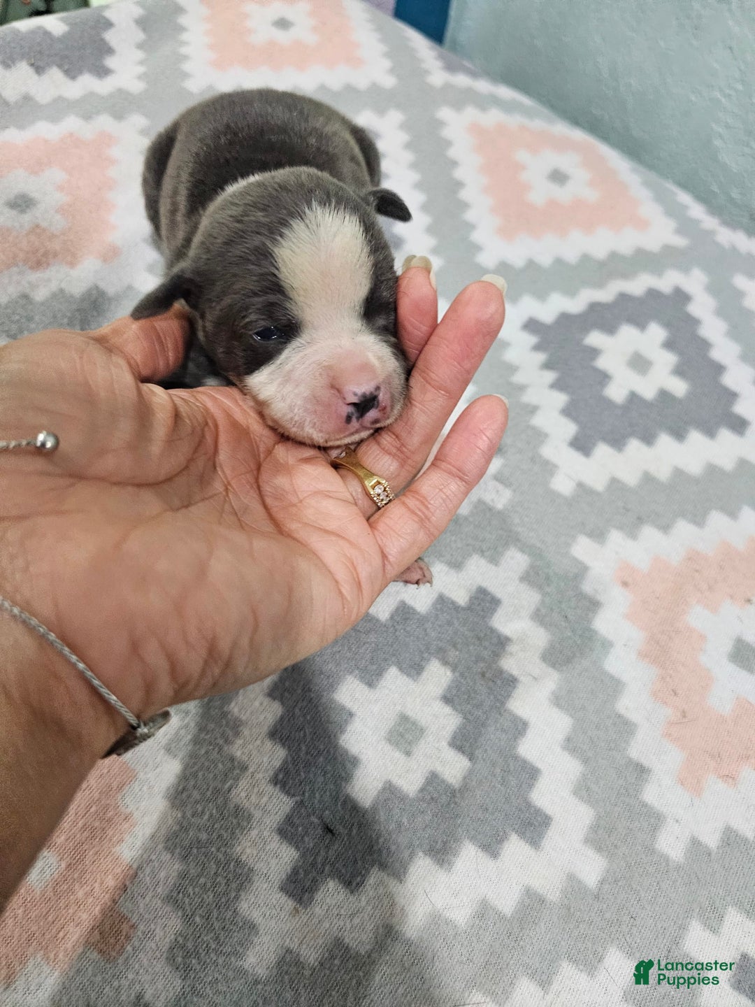 Staffordshire Bull Terrier dogs for sale: Bruiser Blue - Image 3