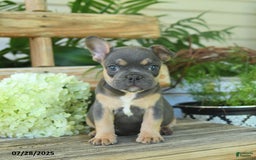 French Bulldog dogs for sale: Tilly - Image 3