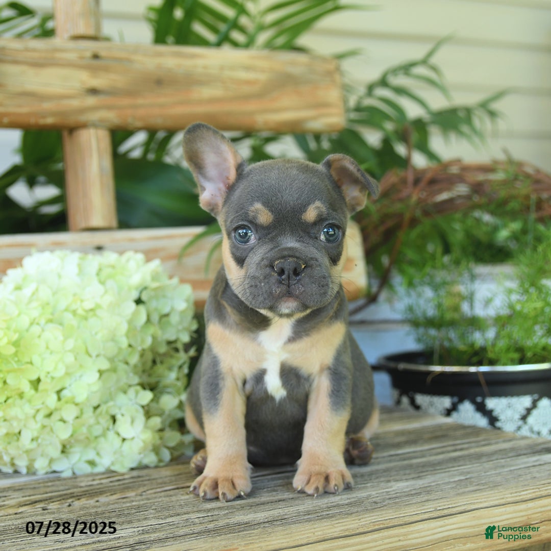French Bulldog dogs for sale: Tilly - Image 3