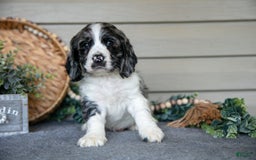 Cocker Spaniel dogs for sale: Jack - Image 4