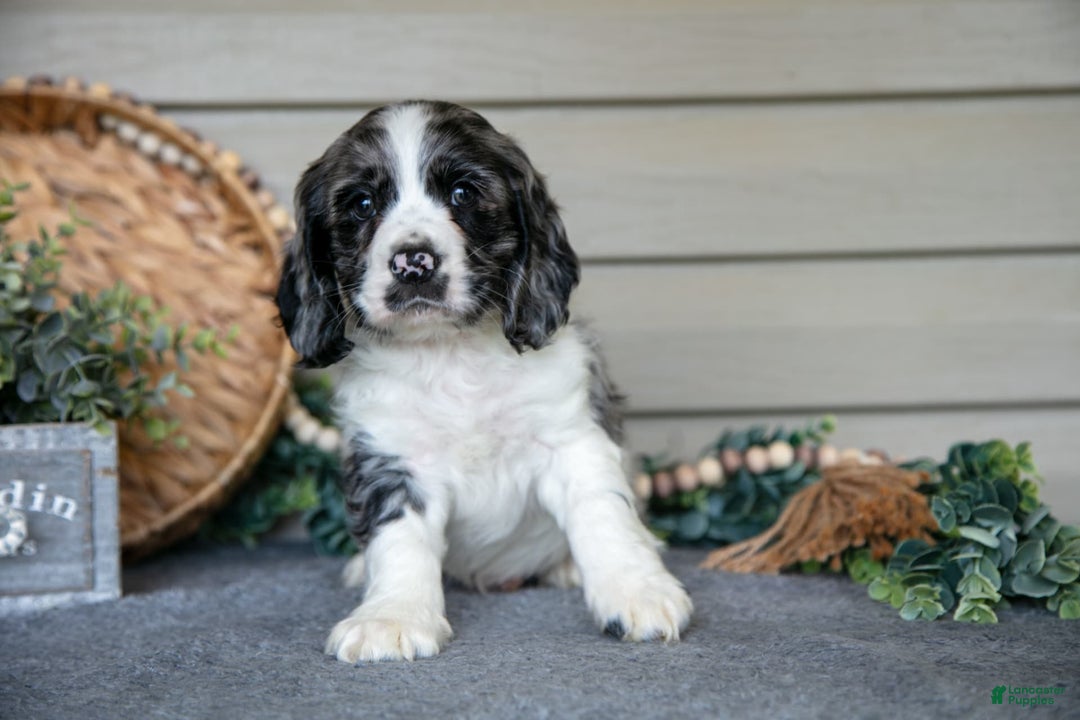 Cocker Spaniel dogs for sale: Jack - Image 4