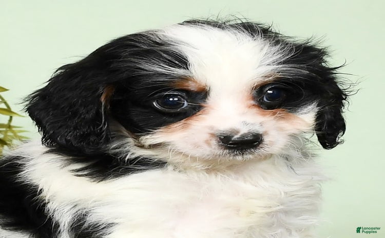 Cavapoo dogs for sale - Ad 4