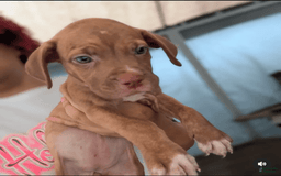 Cane Corso dogs for sale: Charlie - Image 1