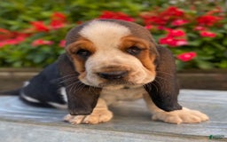Basset Hound dogs for sale: Isabelle - Image 23