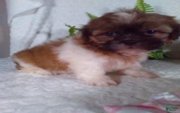Shih Tzu dogs for sale: Hazel - Image 6