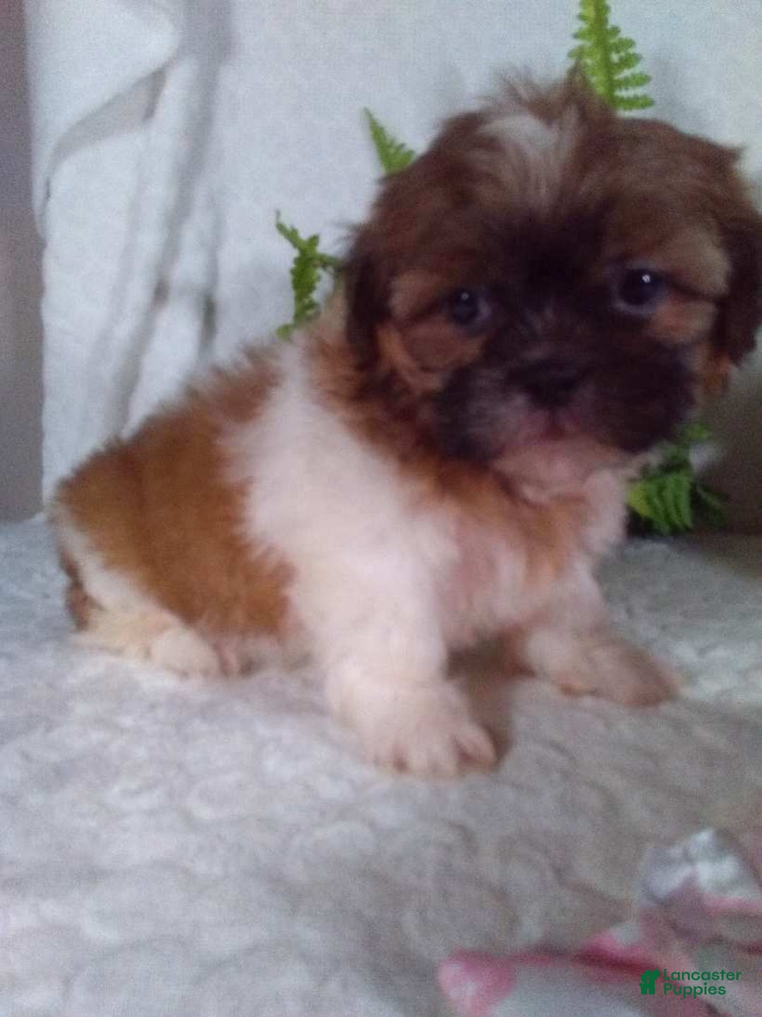 Shih Tzu dogs for sale: Hazel - Image 6
