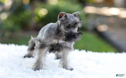 Miniature Schnauzer dogs for sale: Baxter - Image 11