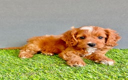 Cavapoo dogs for sale: Rocky - Image 3