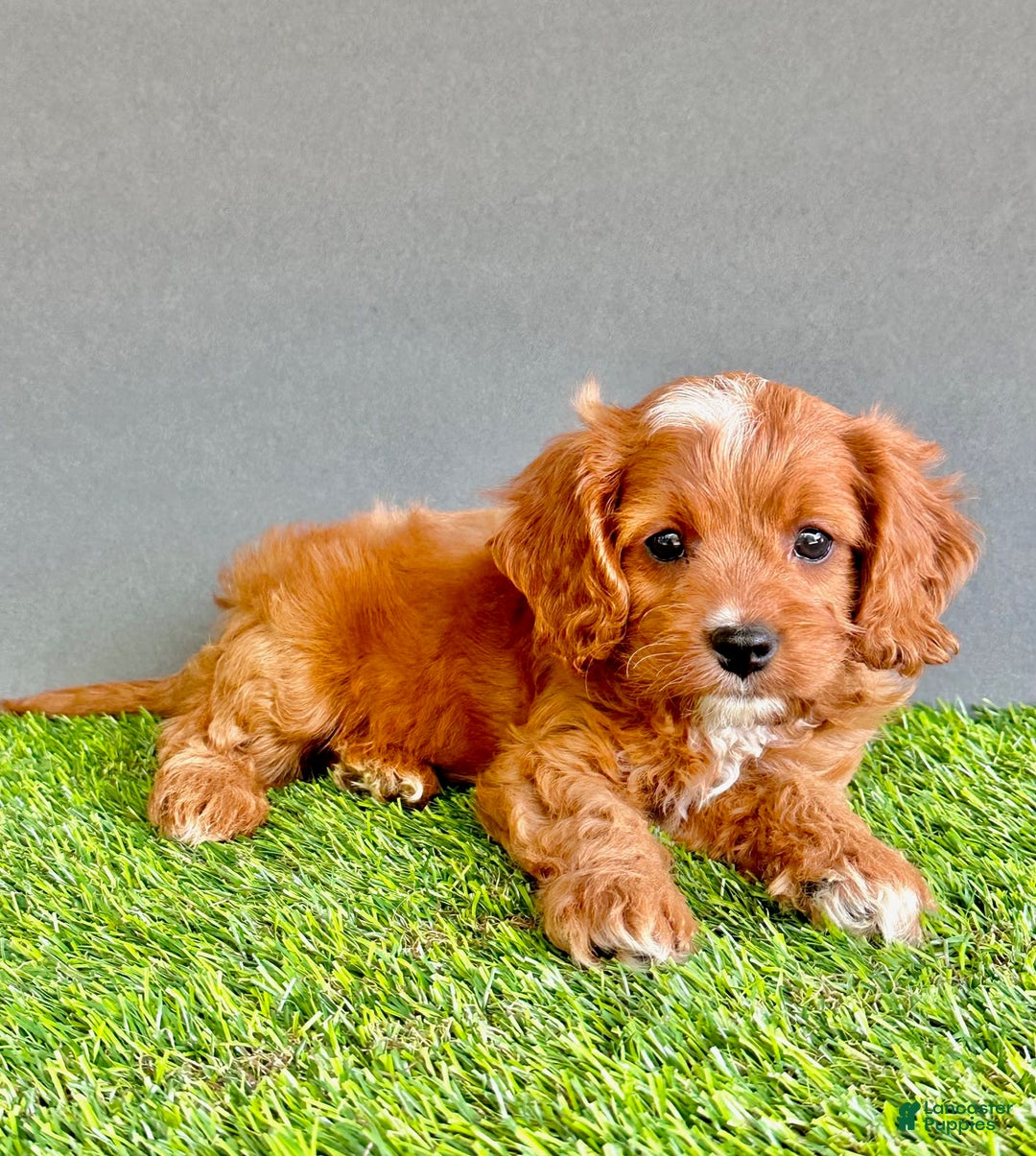 Cavapoo dogs for sale: Rocky - Image 3
