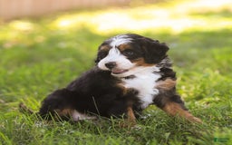 Mini Bernedoodle dogs for sale: Mary - Image 3