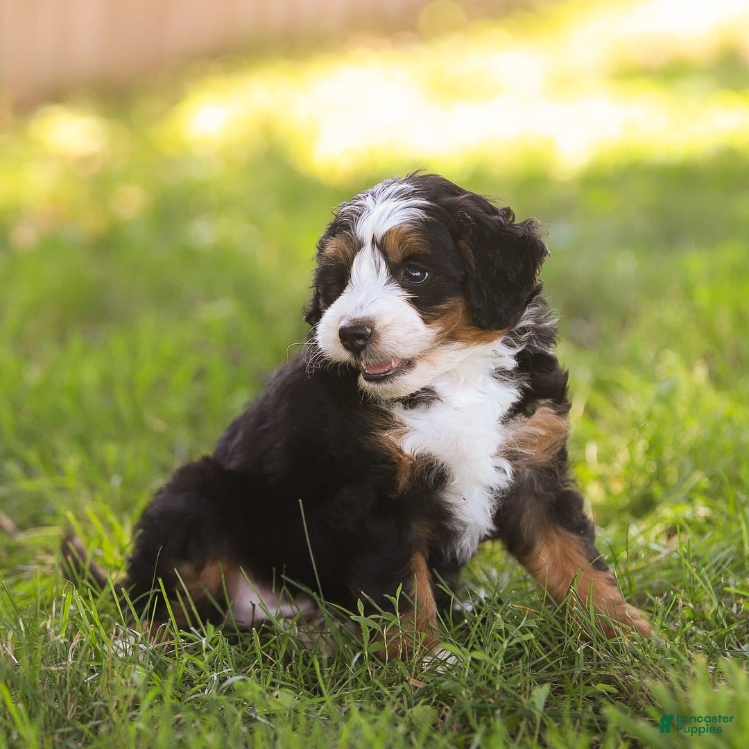 Mini Bernedoodle dogs for sale: Mary - Image 3