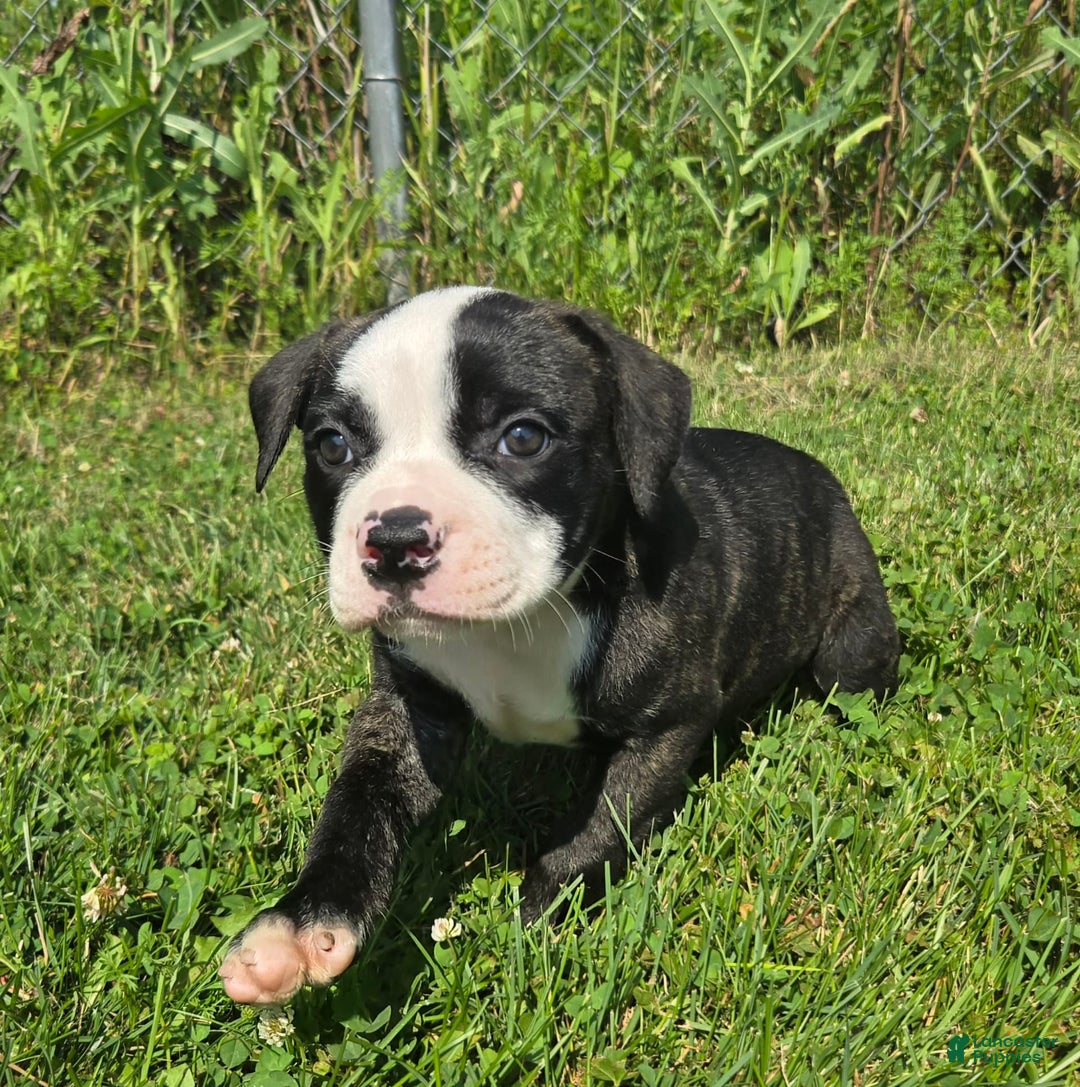 American Bulldog dogs for sale: Matilda - Image 20