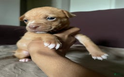 American Bully dogs for sale: Na - Image 1