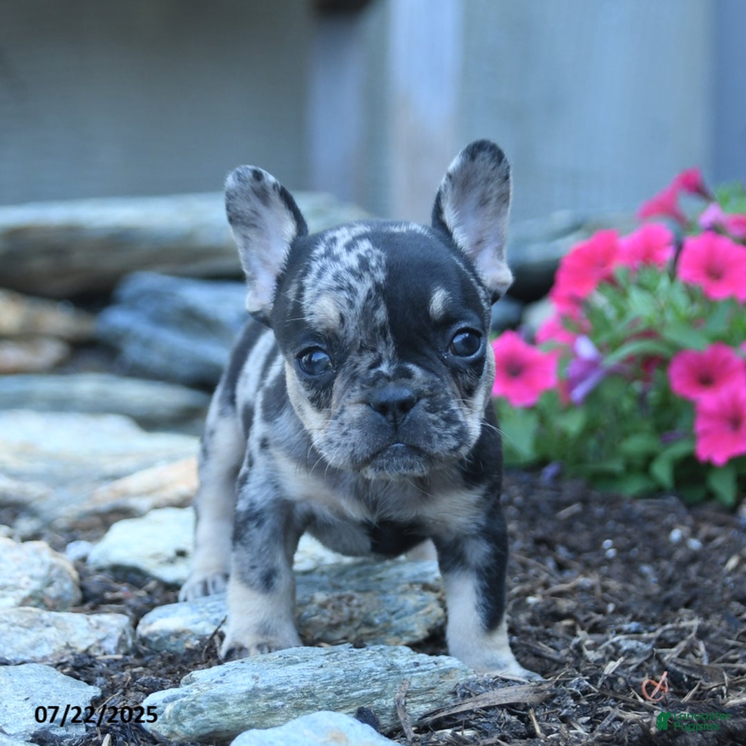 French Bulldog dogs for sale: Lily - Image 4