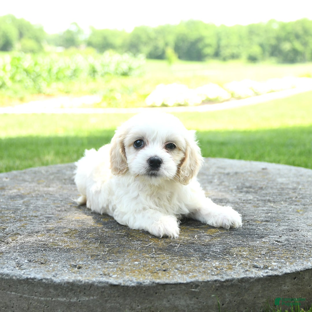 Cavachon dogs for sale: Oscar - Image 1