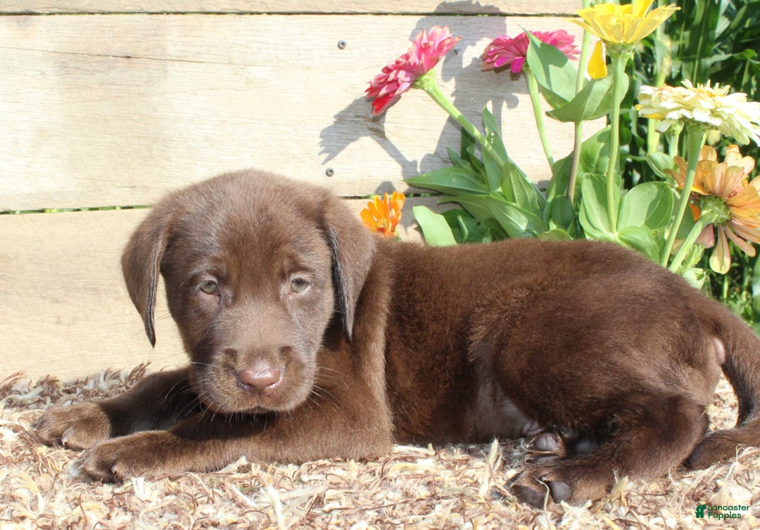 Labrador Retriever dogs for sale: Brandon - Image 6