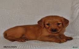 Golden Retriever dogs for sale: Golden Retriever 11 puppies - Image 22