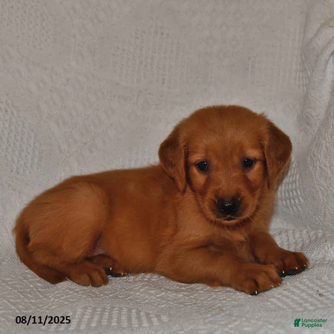 Golden Retriever dogs for sale: Golden Retriever 11 puppies - Image 22