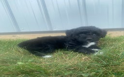 Mini Aussiedoodle dogs for sale: Rowdy - Image 13