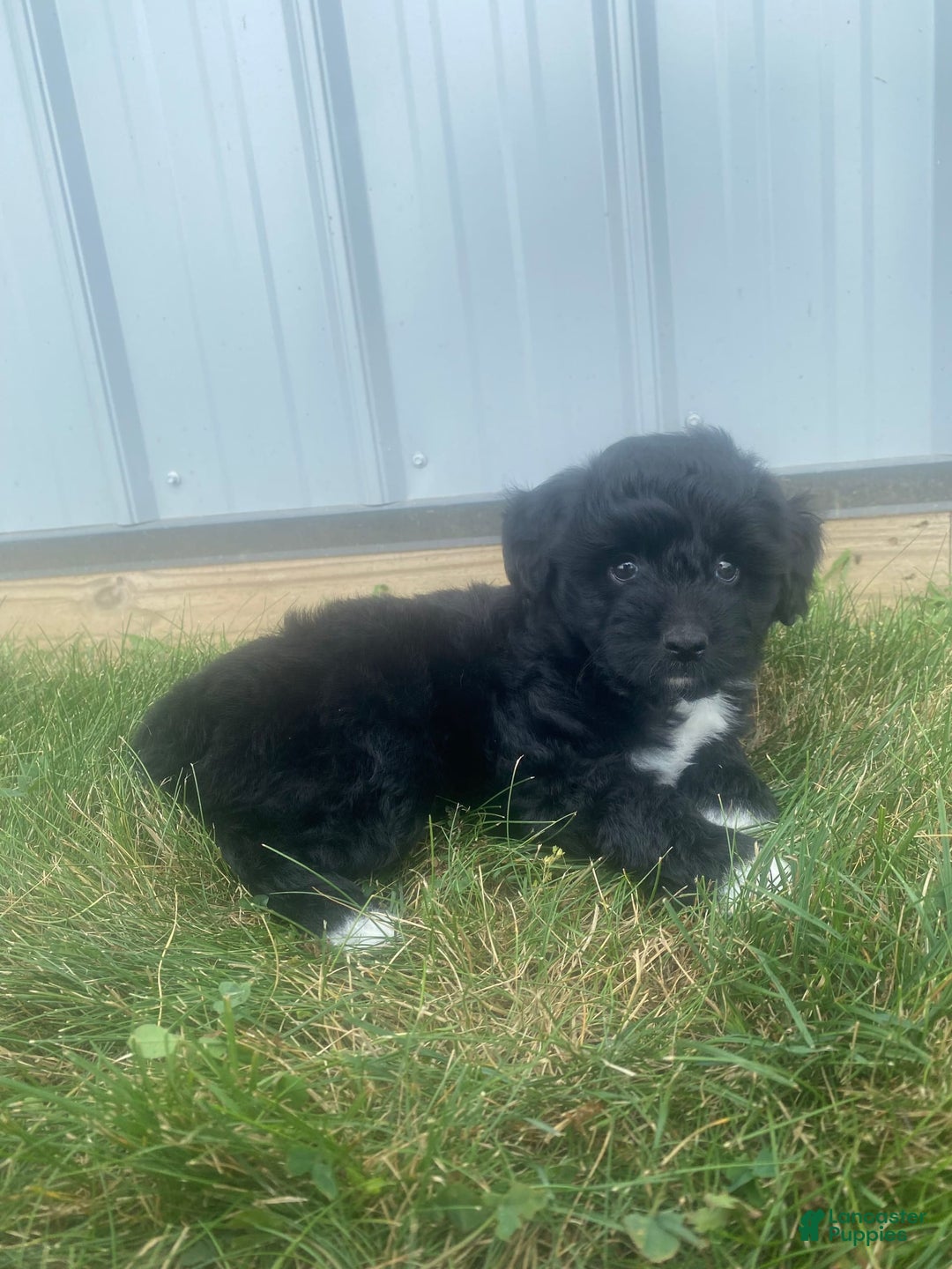 Mini Aussiedoodle dogs for sale: Rowdy - Image 13