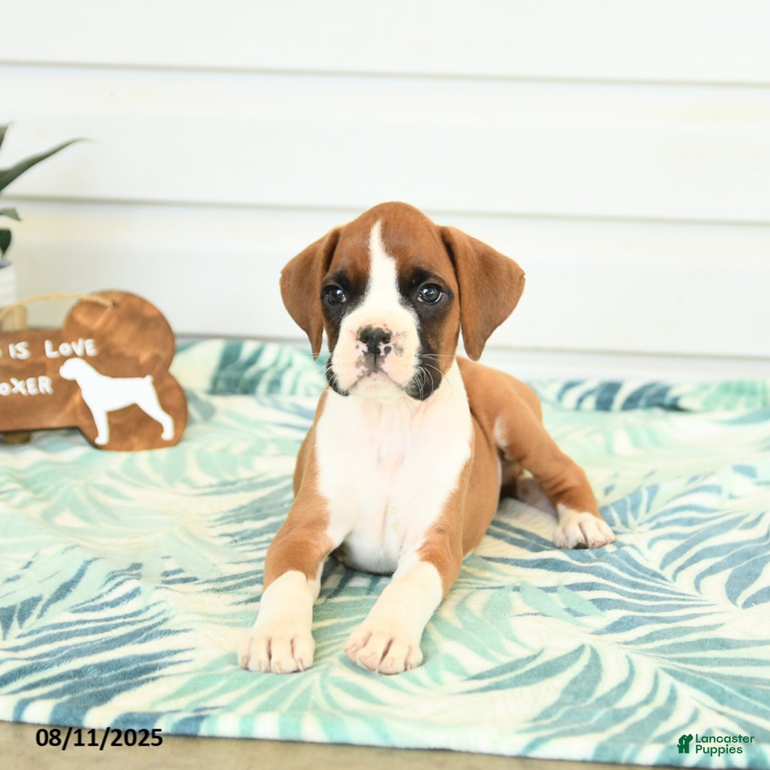 Boxer dogs for sale: Jake - Image 4