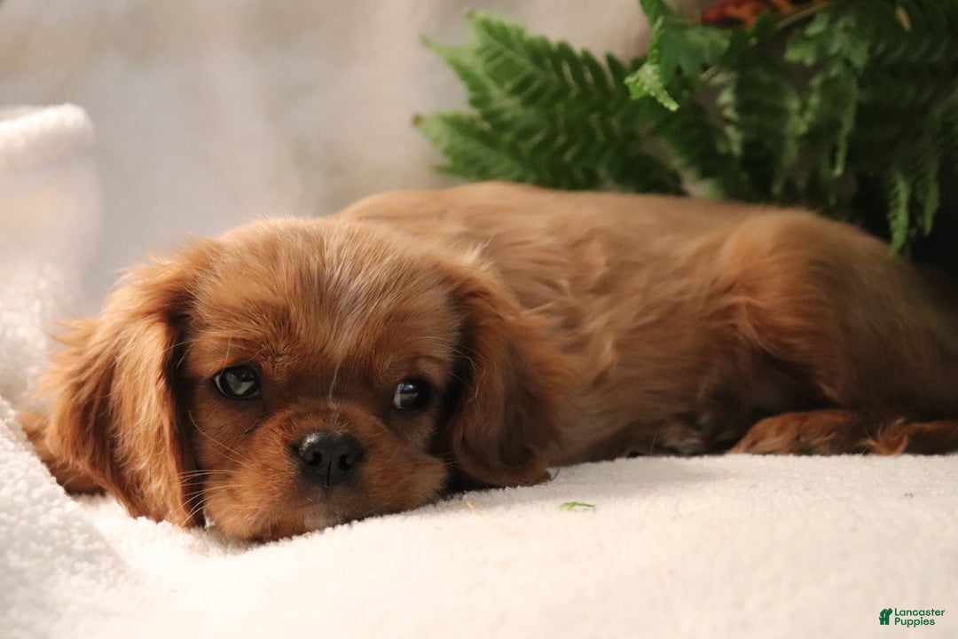 Cavalier King Charles Spaniel dogs for sale: Miles - Image 7