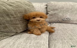 Toy Poodle dogs for sale: Nala - Image 7