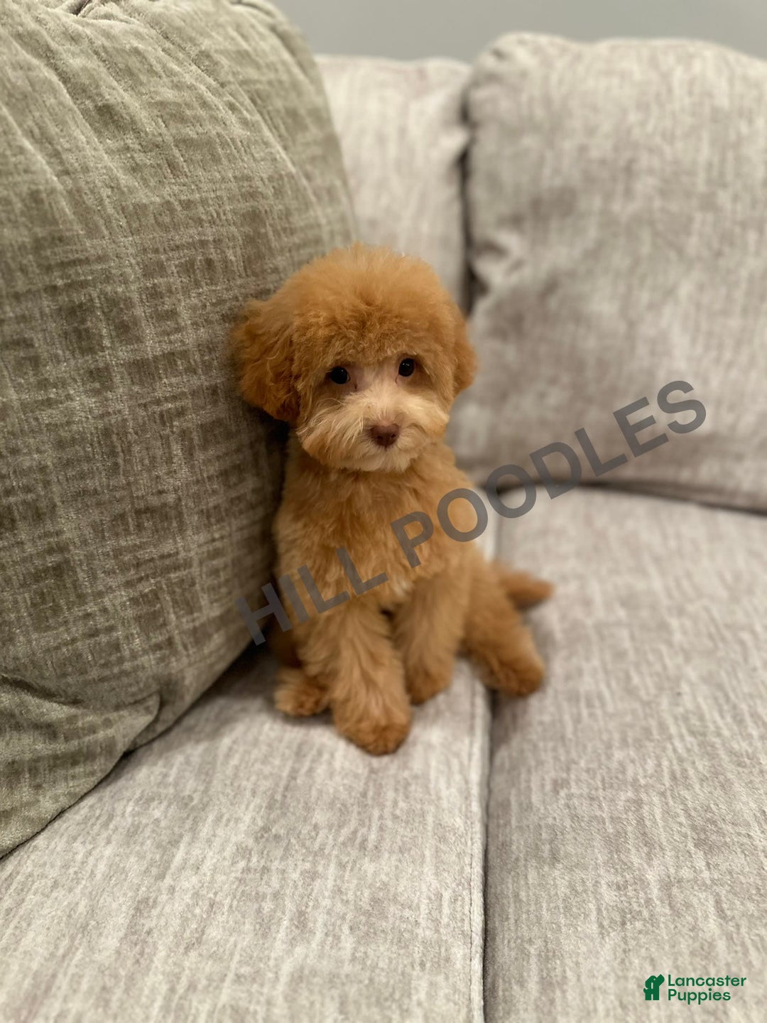 Toy Poodle dogs for sale: Nala - Image 7