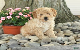 Miniature Poodle dogs for sale: Sparky - Image 2