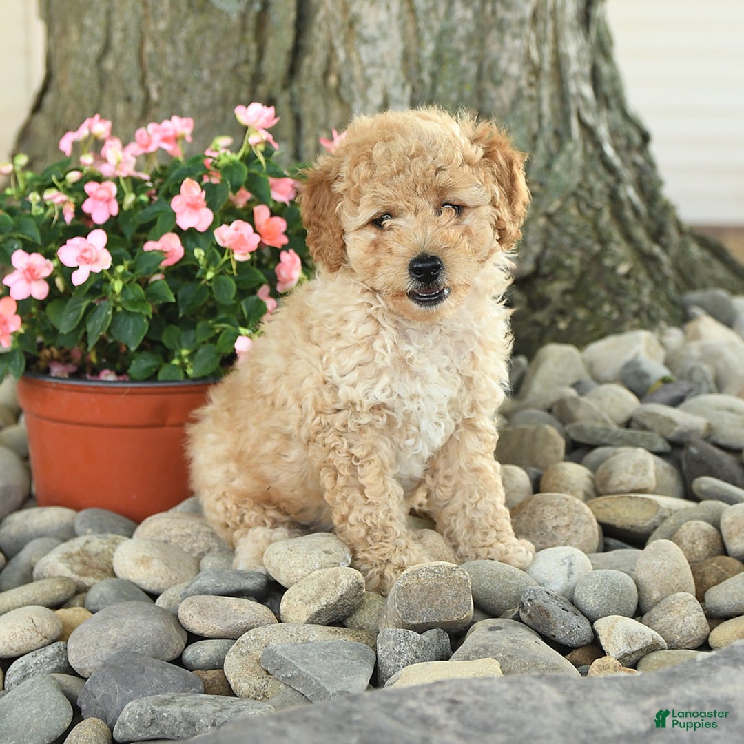 Miniature Poodle dogs for sale: Sparky - Image 2