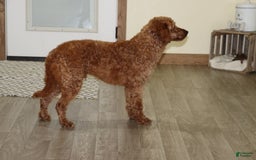 Mini Goldendoodle dogs for sale: Atlas - Image 1