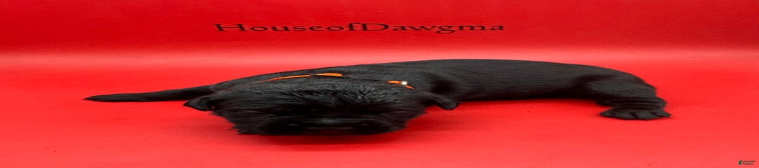 Iccf Raven