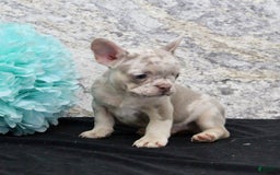 French Bulldog dogs for sale: Wesley - Image 6