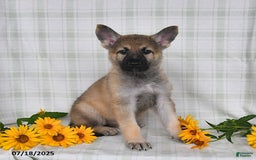 German Shepherd dogs for sale: Kyla - Image 5