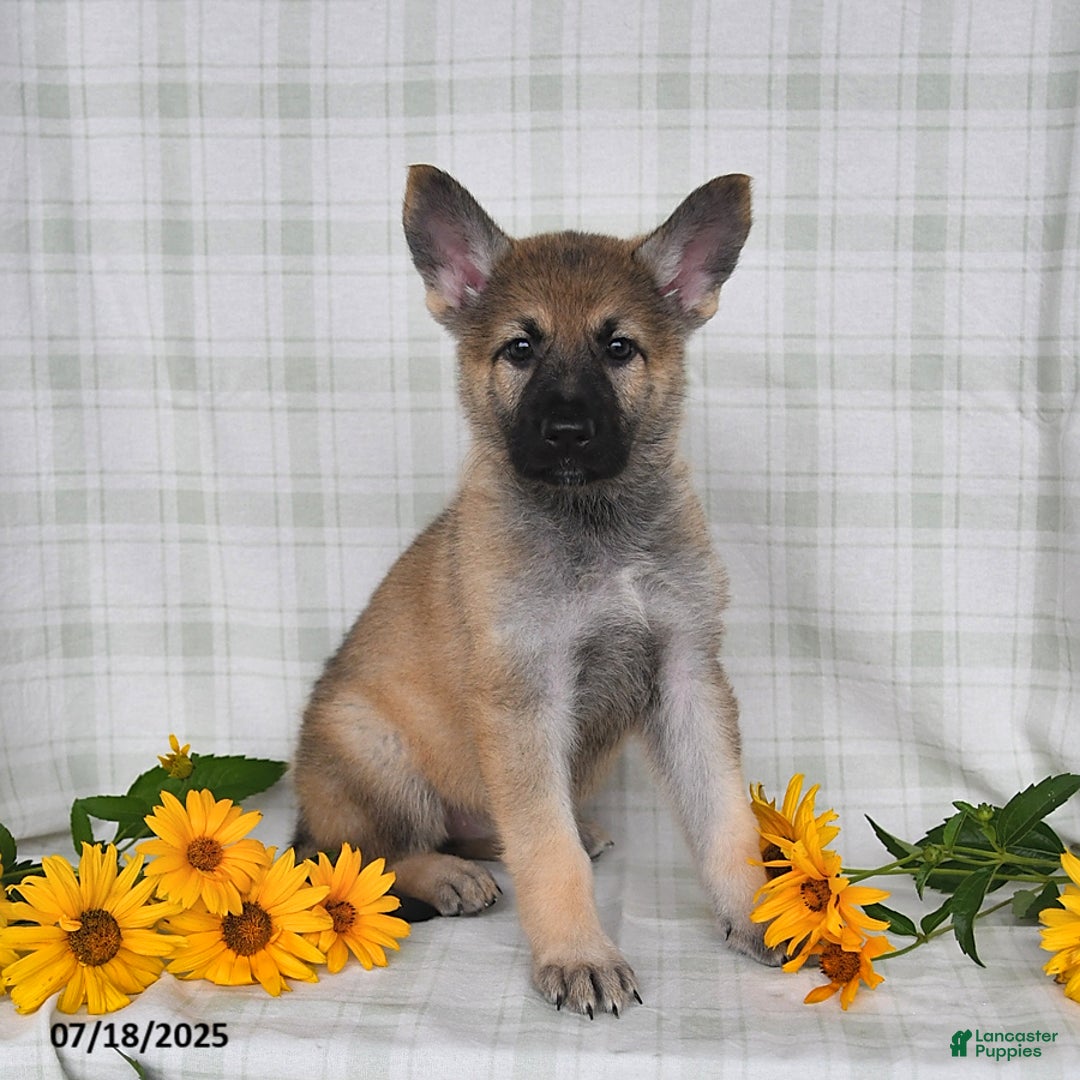 German Shepherd dogs for sale: Kyla - Image 5