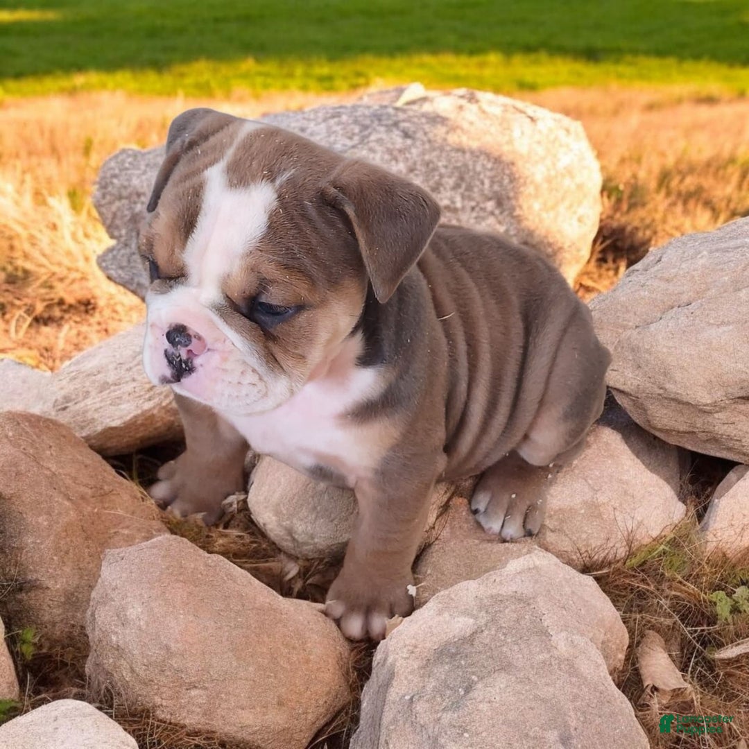 English Bulldog dogs for sale: Crushed Velvet - Image 7