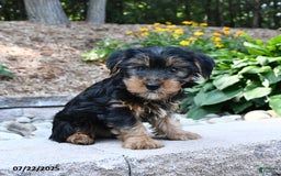 Yorkshire Terrier dogs for sale: Dexter - Image 2