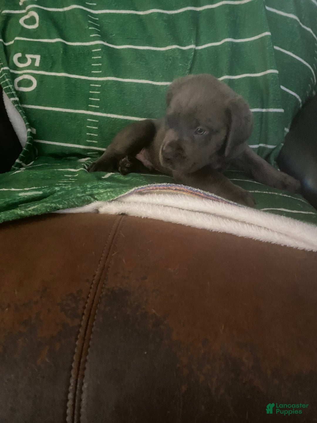 Cane Corso dogs for sale: Black - Image 1
