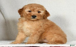 Mini Goldendoodle dogs for sale: Amber - Image 4