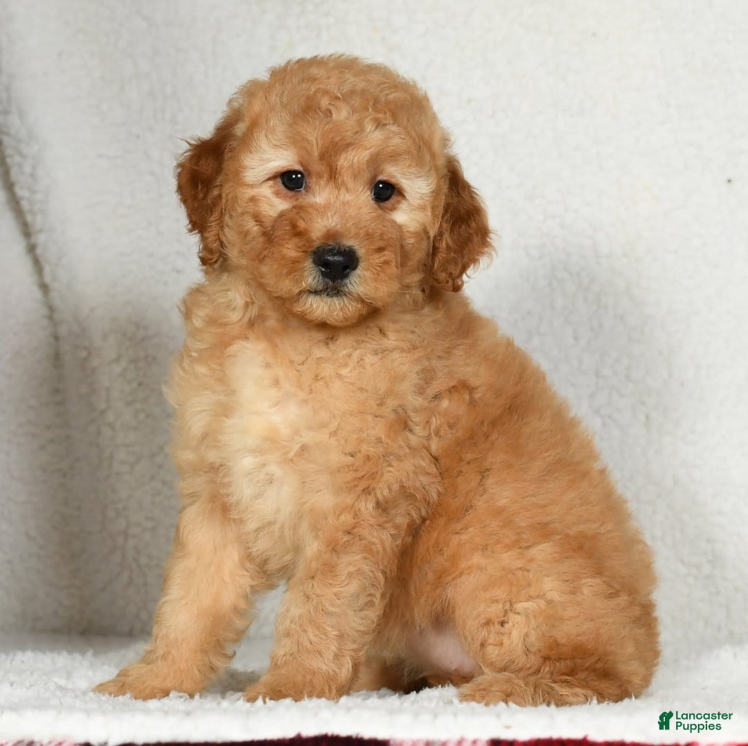 Mini Goldendoodle dogs for sale: Amber - Image 4