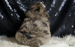 Mini Goldendoodle dogs for sale: Remington - Image 3