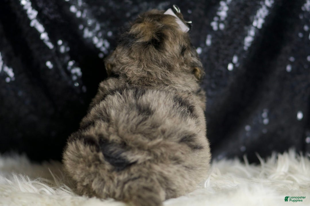 Mini Goldendoodle dogs for sale: Remington - Image 3