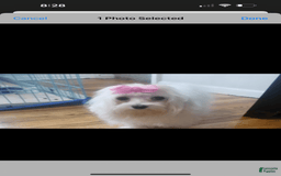 Maltese dogs for sale: Peaches - Image 5