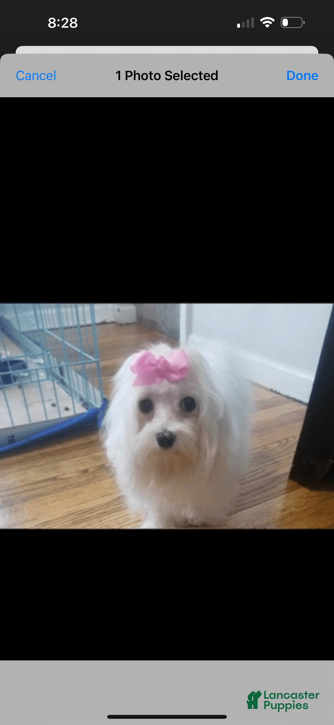 Maltese dogs for sale: Peaches - Image 5