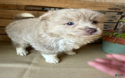 Pomeranian dogs for sale: Alex - Image 4
